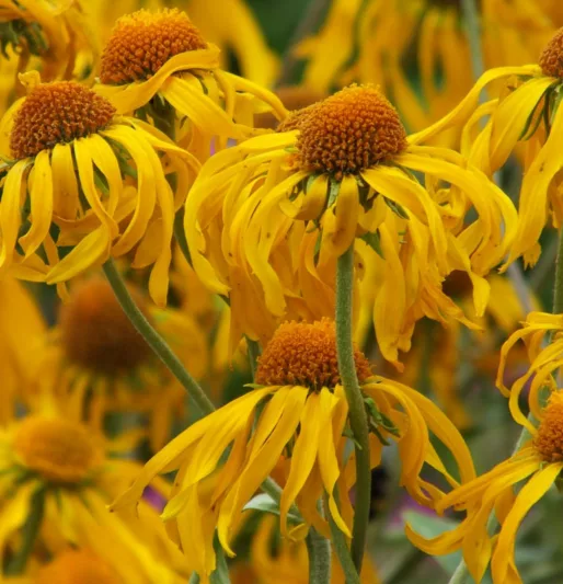 Sneezeweed Hoopesii, Helen's Flower Hoopesii, Western Sneezeweed, Late summer perennial, Yellow Helenium, Owl's-Claws