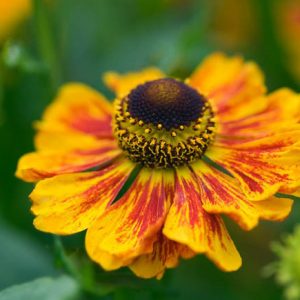 Helenium Kokarde, Sneezeweed Kokarde, Helenium Autumnale, Common Sneezeweed Kokarde, False Sunflower Kokarde, Helen's Flower Kokarde, Yellow Helenium
