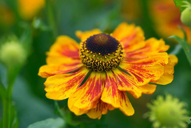 Helenium Kokarde, Sneezeweed Kokarde, Helenium Autumnale, Common Sneezeweed Kokarde, False Sunflower Kokarde, Helen's Flower Kokarde, Yellow Helenium