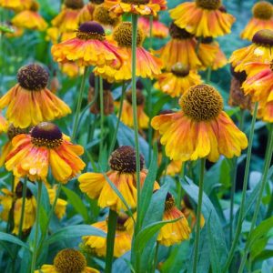 Helenium Luc, Sneezeweed Luc, Helenium Autumnale, Common Sneezeweed Luc, False Sunflower Luc, Helen's Flower Luc, Orange Helenium