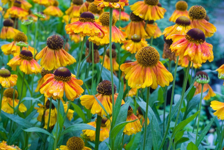 Helenium Luc, Sneezeweed Luc, Helenium Autumnale, Common Sneezeweed Luc, False Sunflower Luc, Helen's Flower Luc, Orange Helenium