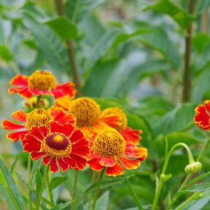 Common Sneezeweed Potter's Wheel, False Sunflower Potter's Wheel, Helen's Flower Potter's Wheel, Yellow Star Potter's Wheel, Late summer perennial, Red Helenium