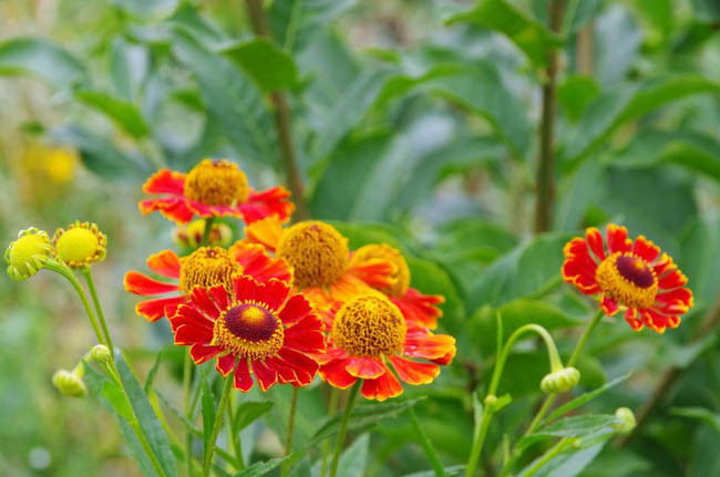 Common Sneezeweed Potter's Wheel, False Sunflower Potter's Wheel, Helen's Flower Potter's Wheel, Yellow Star Potter's Wheel, Late summer perennial, Red Helenium