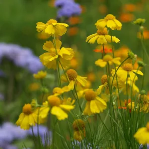Helenium amarum, Yellow Sneezeweed, Bitterweed, Yellow Bitterweed, Yellowdicks, Slender-leaved Sneezeweed, Fine-leaved Sneezweed, Yellow Dog-fennel