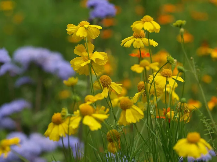 Helenium amarum, Yellow Sneezeweed, Bitterweed, Yellow Bitterweed, Yellowdicks, Slender-leaved Sneezeweed, Fine-leaved Sneezweed, Yellow Dog-fennel