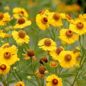 Helenium autumnale, Common Sneezeweed, Fall Sneezeweed, Autumn Sneezeweed, Yellow Helenium