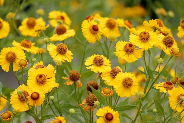 Helenium autumnale, Common Sneezeweed, Fall Sneezeweed, Autumn Sneezeweed, Yellow Helenium