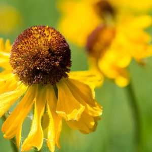 Helenium bigelovii, Bigelow's Sneezeweed, Helenium rivulare, Yellow Helenium, Fall Flowers