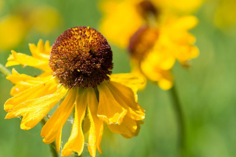 Helenium bigelovii, Bigelow's Sneezeweed, Helenium rivulare, Yellow Helenium, Fall Flowers