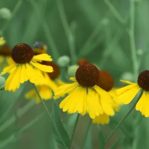 Helenium flexuosum, Purplehead Sneezeweed, Purple-head Sneezeweed