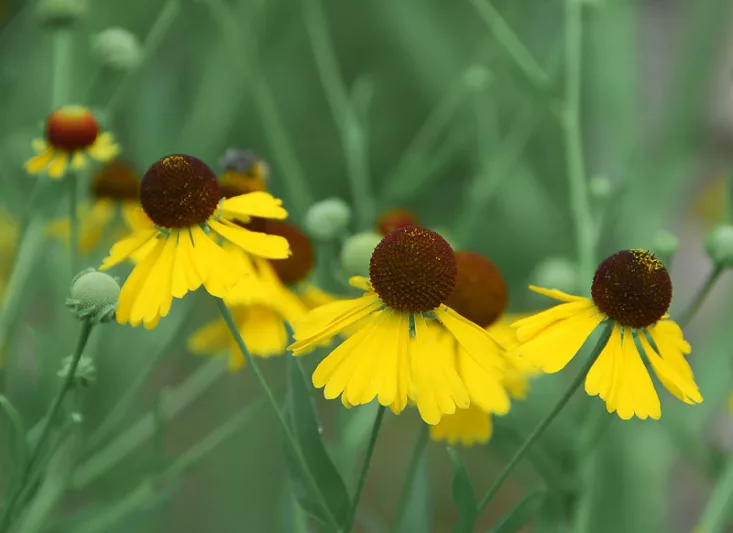Helenium flexuosum, Purplehead Sneezeweed, Purple-head Sneezeweed