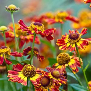 Helenium Königstiger, Common Sneezeweed 'Königstiger', False Sunflower 'Königstiger', Helen's Flower 'Königstiger', Yellow Star 'Königstiger', Helenium 'Koenigstiger', Helenium 'Tigerskoningen', Helenium 'King's Tiger', Orange Helenium