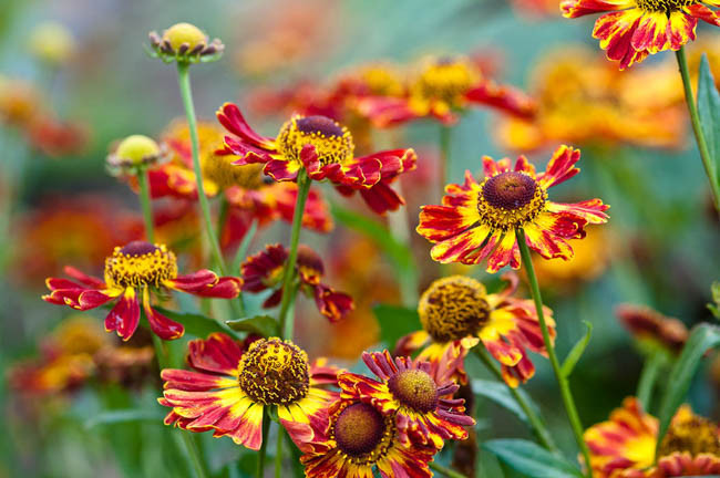 Helenium Königstiger, Common Sneezeweed 'Königstiger', False Sunflower 'Königstiger', Helen's Flower 'Königstiger', Yellow Star 'Königstiger', Helenium 'Koenigstiger', Helenium 'Tigerskoningen', Helenium 'King's Tiger', Orange Helenium