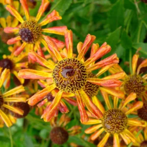 Helenium 'Loysder Wieck', Sneezeweed 'Loysder Wieck', Sneezeweed 'Loysder Wieck', False Sunflower 'Loysder Wieck', Helen's Flower 'Loysder Wieck', Yellow Star 'Loysder Wieck', Helenium Carnival, Sneezeweed Carnival