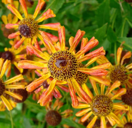 Helenium 'Loysder Wieck', Sneezeweed 'Loysder Wieck', Sneezeweed 'Loysder Wieck', False Sunflower 'Loysder Wieck', Helen's Flower 'Loysder Wieck', Yellow Star 'Loysder Wieck', Helenium Carnival, Sneezeweed Carnival