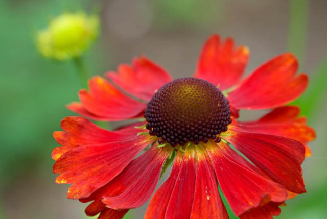 Common Sneezeweed Moerheim Beauty, False Sunflower Moerheim Beauty, Helen's Flowe Moerheim Beautyr, Yellow Star Moerheim Beauty, Late summer perennial, AGM perennials