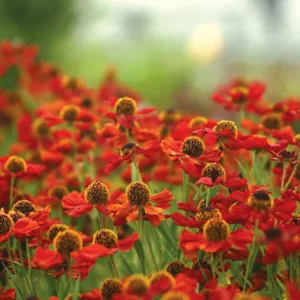 Helenium Rubinzwerg, Sneezeweed Rubinzwerg, Helenium Autumnale, Sneezeweed 'Rubinzwerg', Sneezeweed 'Ruby Dwarf', False Sunflower 'Rubinzwerg', Helen's Flower, Yellow Star 'Rubinzwerg', Helen's Flower Sahin's Early Flowerer, Yellow Star Rubinzwerg