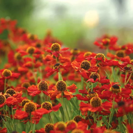 Helenium Rubinzwerg, Sneezeweed Rubinzwerg, Helenium Autumnale, Sneezeweed 'Rubinzwerg', Sneezeweed 'Ruby Dwarf', False Sunflower 'Rubinzwerg', Helen's Flower, Yellow Star 'Rubinzwerg', Helen's Flower Sahin's Early Flowerer, Yellow Star Rubinzwerg