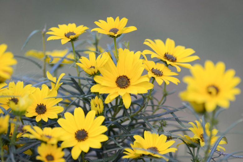 Helianthus angustifolius, Swamp Sunflower, Narrowleaf Sunflower, Narrow-leaved Sunflower, Helianthus angustifolius var. planifolius, Yellow Flowers, Yellow Perennials