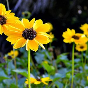 Helianthus debilis, Beach Sunflower, Dune Sunflower, Cucumber-leaf Sunflower, Cucumberleaf Sunflower, Yellow Flowers, Yellow Annuals, Beach Flower