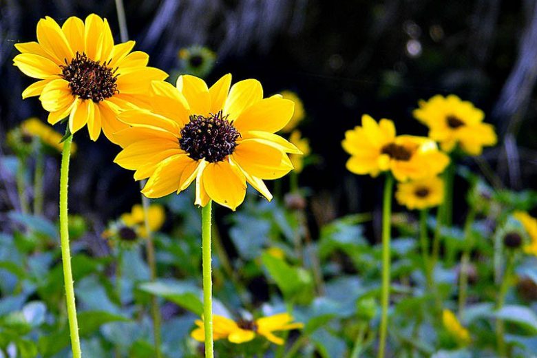 Helianthus debilis, Beach Sunflower, Dune Sunflower, Cucumber-leaf Sunflower, Cucumberleaf Sunflower, Yellow Flowers, Yellow Annuals, Beach Flower