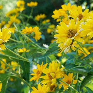 Helianthus decapetalus, Thinleaf Sunflower, Ten-Petaled Sunflower, Thin-leaved Sunflower, Pale Sunflower, Yellow Flowers, Yellow Perennials