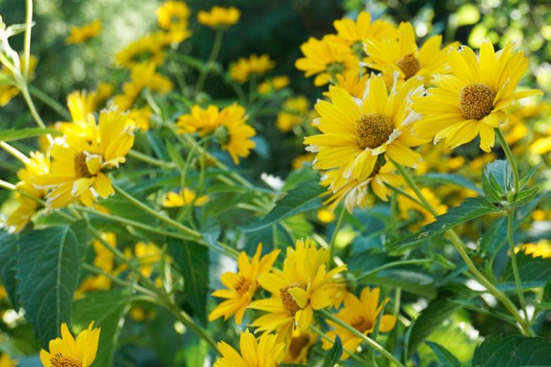 Helianthus decapetalus, Thinleaf Sunflower, Ten-Petaled Sunflower, Thin-leaved Sunflower, Pale Sunflower, Yellow Flowers, Yellow Perennials
