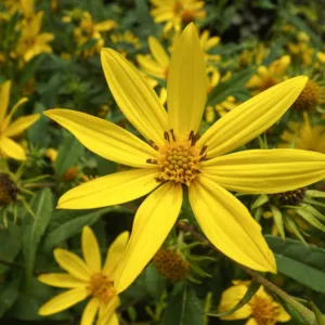 Helianthus divaricatus, Woodland Sunflower, Rough Sunflower, Helianthus divaricatus var. angustifolius, Yellow Flowers, Yellow Perennials