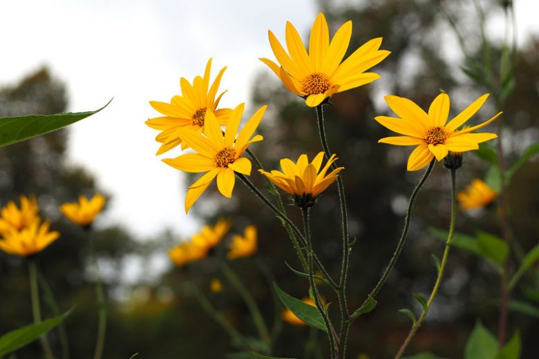 Helianthus grosseserratus, Sawtooth Sunflower, Helianthus instabilis, Yellow Flowers, Yellow Perennials