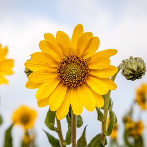 Helianthus mollis, Ashy Sunflower, Downy Sunflower, Yellow Flowers, Yellow Perennials