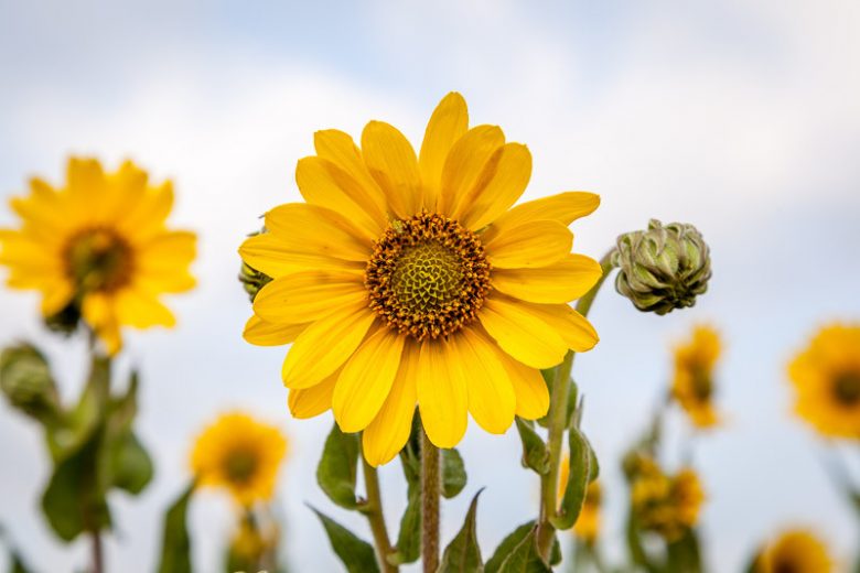 Helianthus mollis, Ashy Sunflower, Downy Sunflower, Yellow Flowers, Yellow Perennials