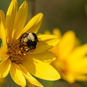Helianthus nuttallii, Nuttall's Sunflower, Yellow Flowers, Yellow Perennials