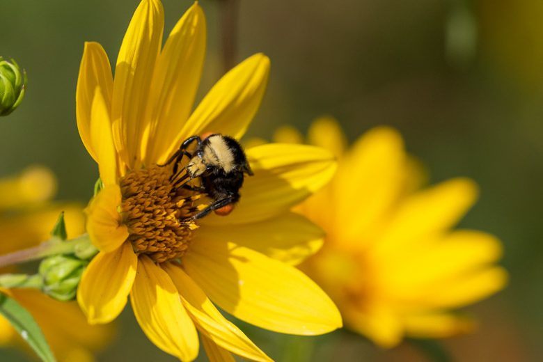 Helianthus nuttallii, Nuttall's Sunflower, Yellow Flowers, Yellow Perennials