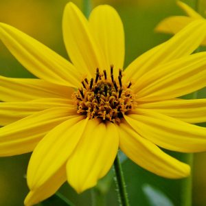 Helianthus pauciflorus, Stiff Sunflower, Prairie Sunflower, Perennial Sunflower, Perennial Helianthus, Yellow Flowers, Yellow Perennials