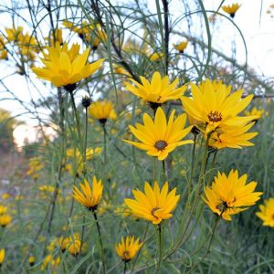 Helianthus salicifolius, Willow-Leaved Sunflower, Column Flower, Graceful Sunflower, Willowleaf Sunflower, Swamp Sunflower, Narrow Leaved Sunflower, Yellow Flowers, Yellow Perennials