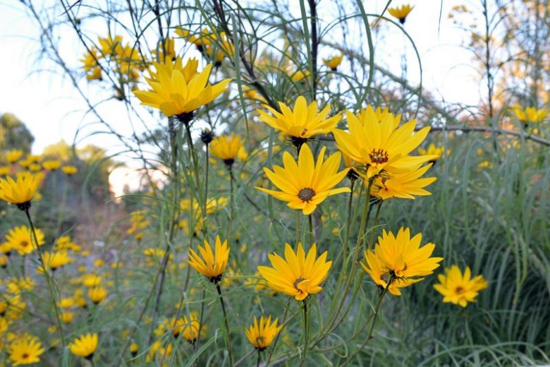 Helianthus salicifolius, Willow-Leaved Sunflower, Column Flower, Graceful Sunflower, Willowleaf Sunflower, Swamp Sunflower, Narrow Leaved Sunflower, Yellow Flowers, Yellow Perennials