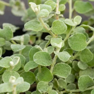 Helichrysum Petiolare 'Limelight', Licorice Plant 'Limelight', Liquorice Plant 'Limelight', Helichrysum petiolare 'Aureum', Everlasting Flower 'Limelight', Drought resistant plant