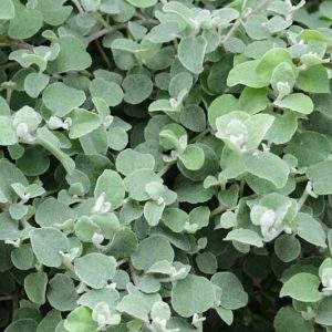 Helichrysum Petiolare, Licorice Plant, Liquorice Plant, Silver Licorice, Helichrysum Petiolatum, silver foliage perennial, Drought resistant plant