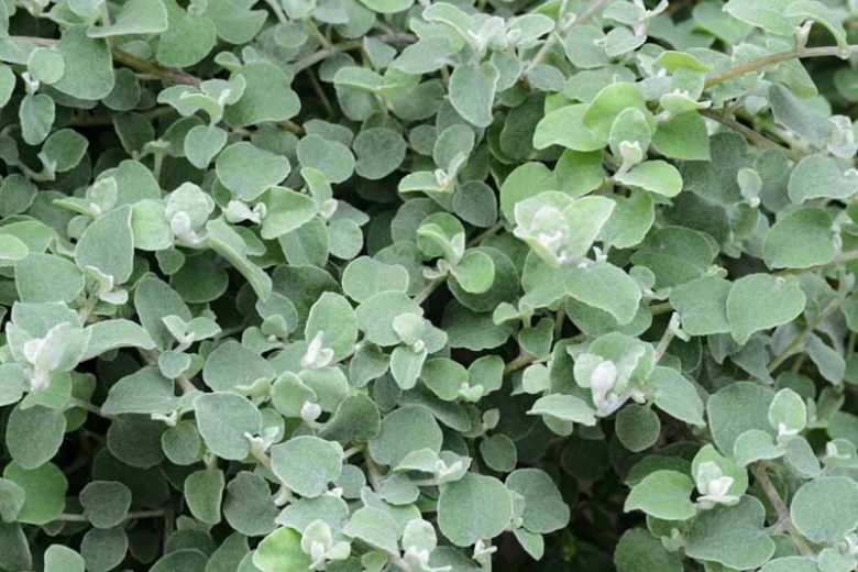 Helichrysum Petiolare, Licorice Plant, Liquorice Plant, Silver Licorice, Helichrysum Petiolatum, silver foliage perennial, Drought resistant plant