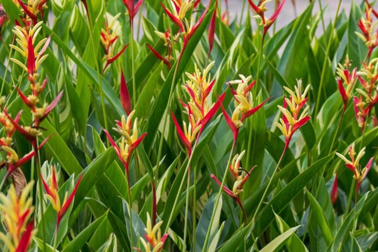 Heliconia psittacorum, Parrot Heliconia, Parrot's Beak, Parrot's Flower, Parrot's Plantain, Parakeet Flower, False Bird-of-Paradise, Golden Torch, Japanese Canna, Exotic Flowers, Red Flowers, Yellow Flowers