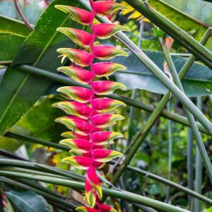 Heliconia rostrata, False Bird of Paradise, Hanging Lobster Claw, Crab Claw, Hanging Parrot’s Beak, Lobster Claw, Parrot’s Beak Heliconia