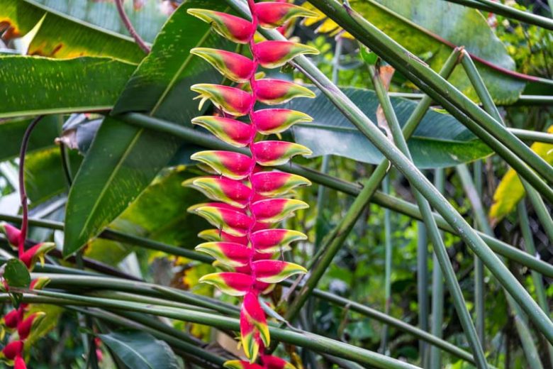 Heliconia rostrata, False Bird of Paradise, Hanging Lobster Claw, Crab Claw, Hanging Parrot’s Beak, Lobster Claw, Parrot’s Beak Heliconia