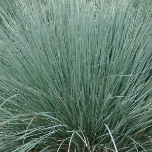 Helictotrichon Sempervirens, Blue Oat Grass, Drought tolerant plant, Ornamental grass , Low maintenance ornamental grass