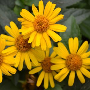 Heliopsis Helianthoides, Smooth Oxeye, Oxeye Sunflower, False Sunflower, Yellow Flowers