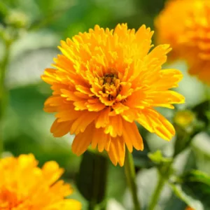 Heliopsis Helianthoides 'Asahi', False Sunflower 'Asahi', Sunflower Heliopsis  'Asahi', Oxeye Sunflower  'Asahi', Heliopsis Asahi