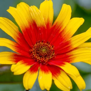 Heliopsis helianthoides var. scabra 'Burning Hearts', Ox Eye 'Burning Hearts', Rough Ox Eye 'Burning Hearts', Hardy Zinnia 'Burning Hearts', Yellow Flowers