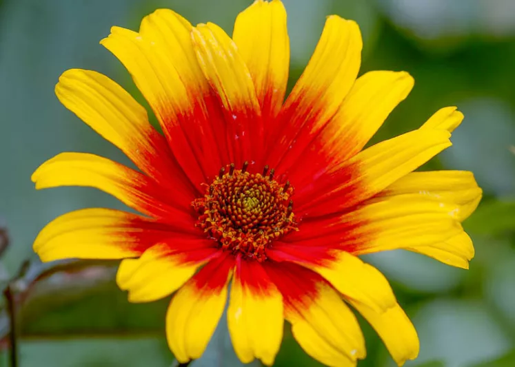 Heliopsis helianthoides var. scabra 'Burning Hearts', Ox Eye 'Burning Hearts', Rough Ox Eye 'Burning Hearts', Hardy Zinnia 'Burning Hearts', Yellow Flowers