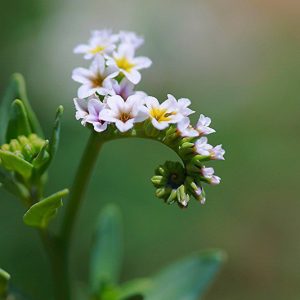 Heliotropium angiospermum, Scorpion's Tail, Scorpion Tail, Heliotropium parviflorum, Schobera angiosperma
