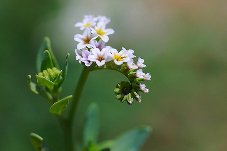 Heliotropium angiospermum, Scorpion's Tail, Scorpion Tail, Heliotropium parviflorum, Schobera angiosperma