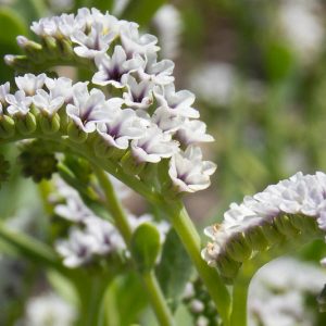 Heliotropium curassavicum,Salt Heliotrope, Seaside Heliotrope, Quail Plant, Cola De Mico, Cola De Gama